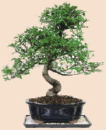 Bonsai