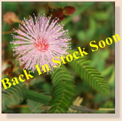 Mimosa_pudica