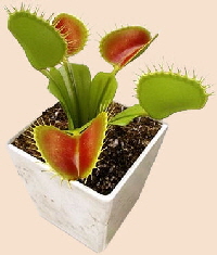 VFT