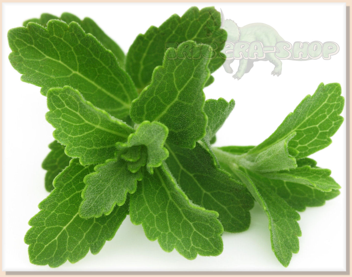* 100+ Fresh STEVIA (Stevia Rebaudiana) SEEDS * With Care Instructions